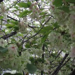 IMG_1544