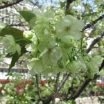 IMG_0015